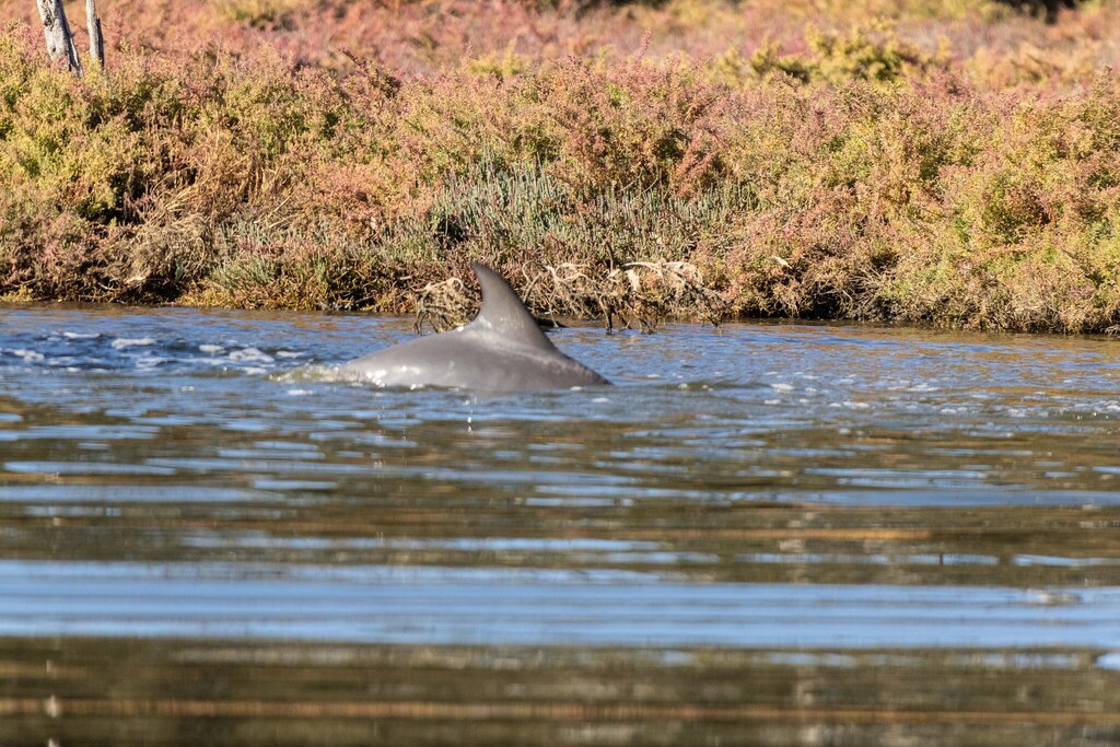 Tursiops aduncus<br>27 April, 2025