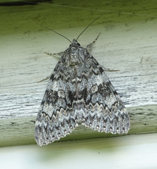 Catocala semirelicta