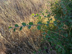 Cotoneaster tauricus