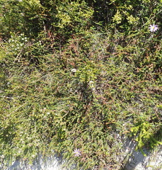 Phylica selaginoides