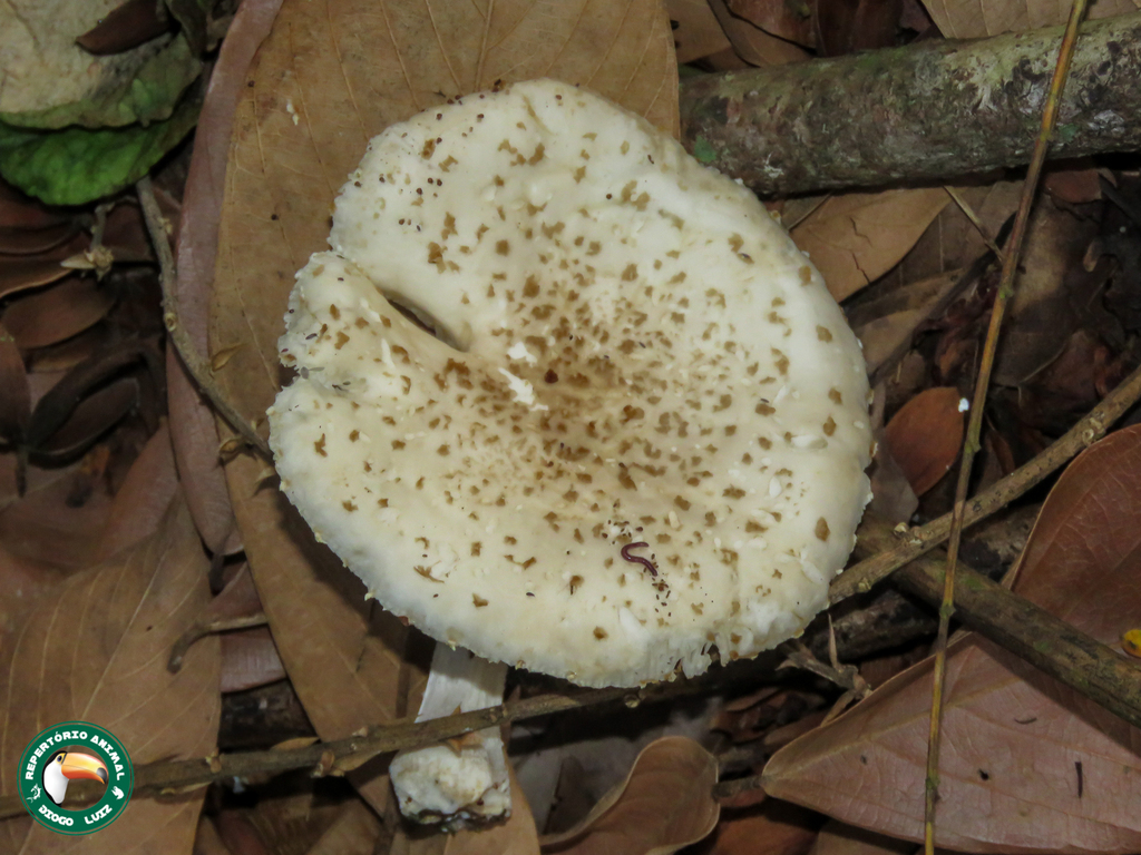 Oudemansiella cubensis · April 2025 · photo: © diogoluiz (iNaturalist, cc-by)