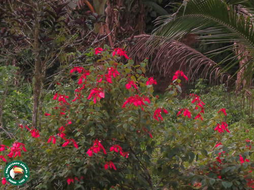Mussaenda erythrophylla