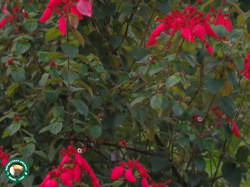 Mussaenda erythrophylla