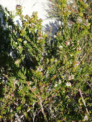 Phylica selaginoides