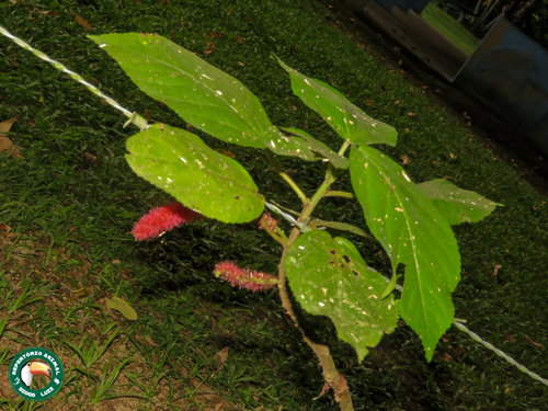 Acalypha hispida