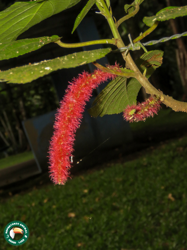 Acalypha hispida