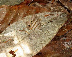 Magneuptychia fugitiva
