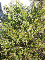 Phylica selaginoides