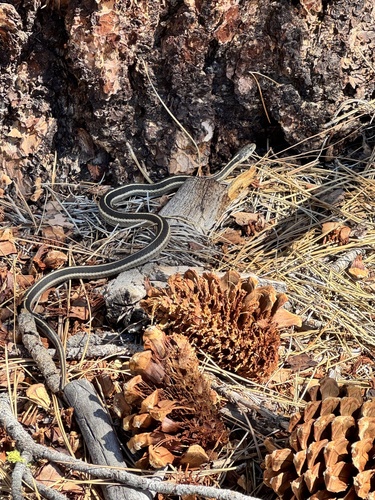 iNaturalist observation photo of Western Terrestrial Garter Snake