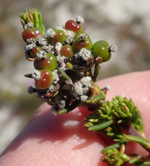 Phylica selaginoides