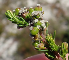 Phylica selaginoides