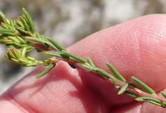 Phylica selaginoides