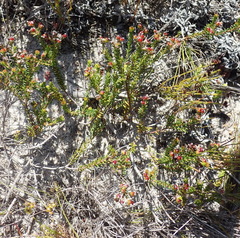 Phylica selaginoides