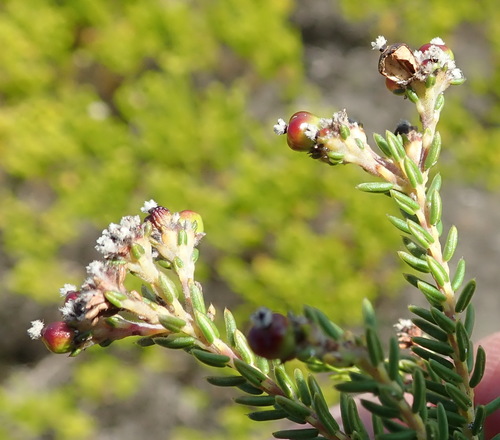 Image of Phylica selaginoides by (c) Nicola van Berkel, some rights reserved (CC BY-SA)