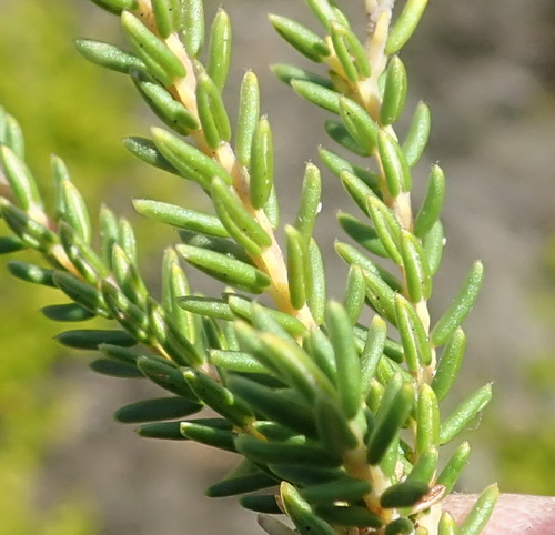 Image of Phylica selaginoides by (c) Nicola van Berkel, some rights reserved (CC BY-SA)