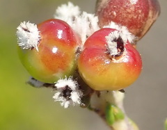 Phylica selaginoides
