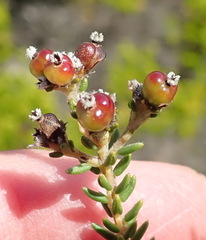 Phylica selaginoides