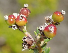 Phylica selaginoides