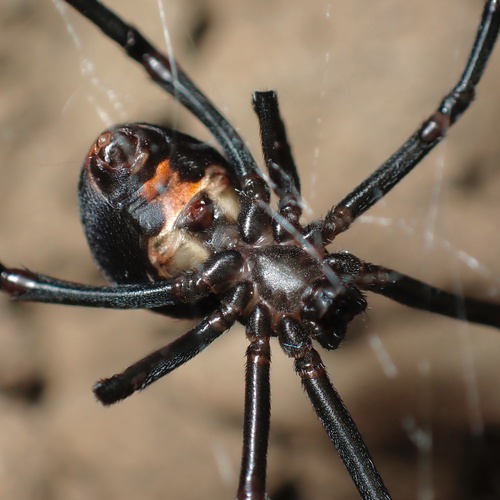 East Coast Button Spider