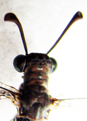 Myrmeleon obscurus