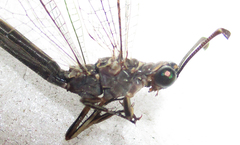 Myrmeleon obscurus