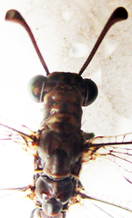Myrmeleon obscurus