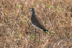 Vanellus lugubris