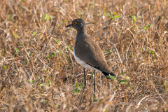 Vanellus lugubris