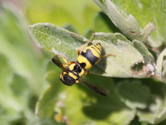 Euodynerus variegatus