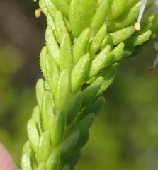 Agathosma collina