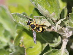 Euodynerus variegatus