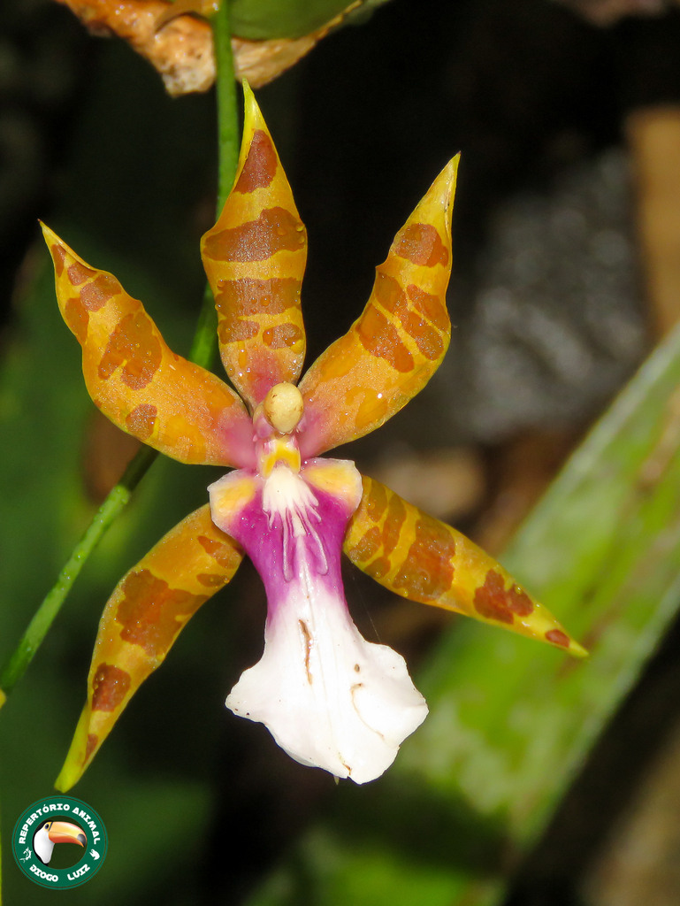 Miltonia clowesii
