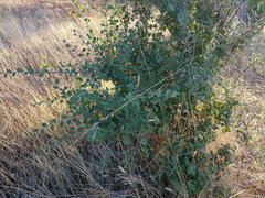 Cotoneaster tauricus
