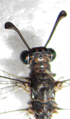 Myrmeleon obscurus