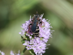 Colpa quinquecincta