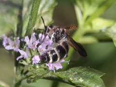 Colpa quinquecincta