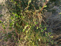 Cotoneaster tauricus