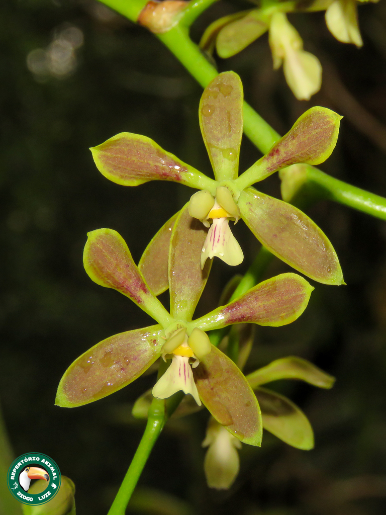 Encyclia patens