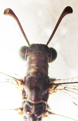 Myrmeleon obscurus