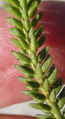 Agathosma collina
