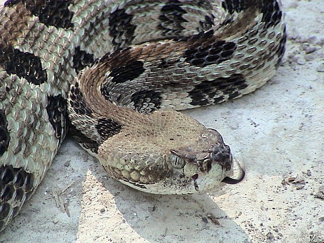 Timber Rattlesnake (Common Snakes Identification Guide for the Houston Area) · iNaturalist