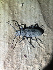 Anthracocentrus arabicus