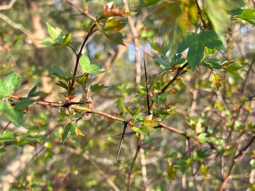 Crataegus phaenopyrum