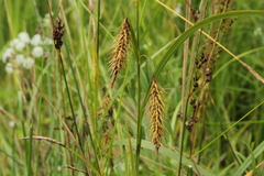 Carex paleacea
