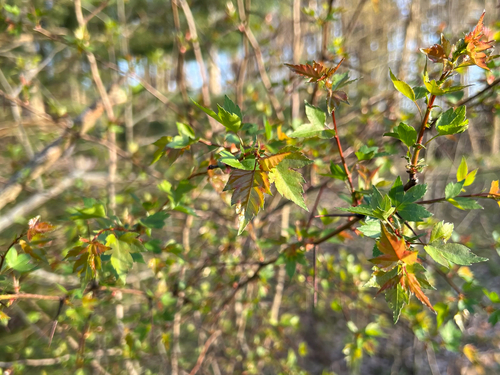 Crataegus phaenopyrum