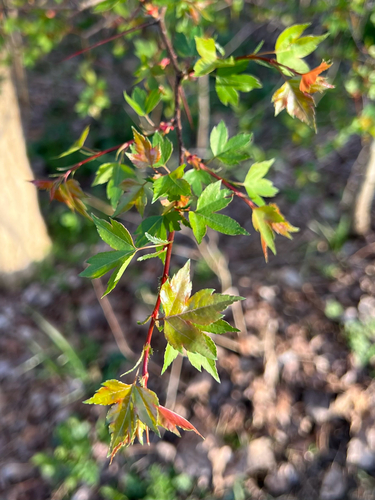 Crataegus phaenopyrum