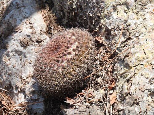 Mammillaria bocensis
