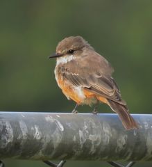 Pyrocephalus rubinus