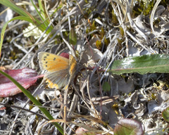 Lycaena phlaeas feildeni