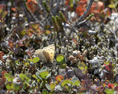 Lycaena phlaeas feildeni